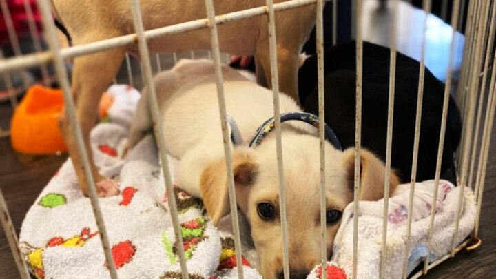 Shopping Park Europeu promove feira de adoção de cães e arrecadação de ração neste fim de semana