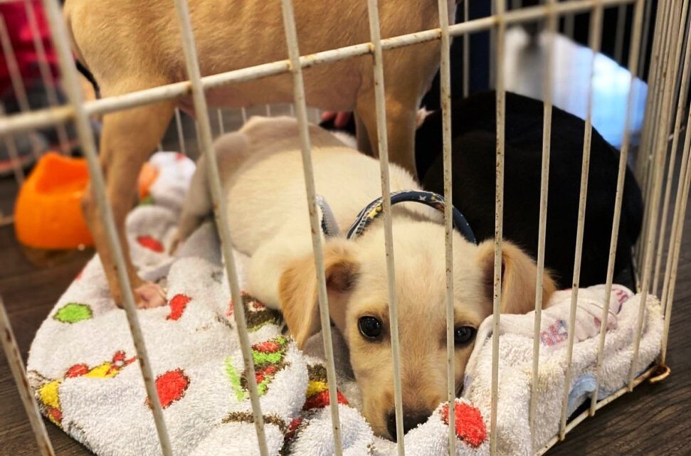 Shopping Park Europeu promove feira de adoção de cães e arrecadação de ração neste fim de semana