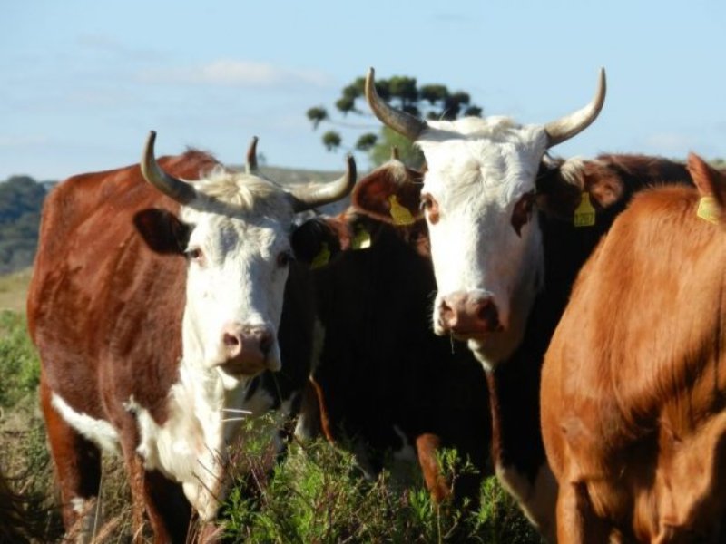 Estados do Sul unem esforços para manter a saúde dos rebanhos e proteger o agronegócio