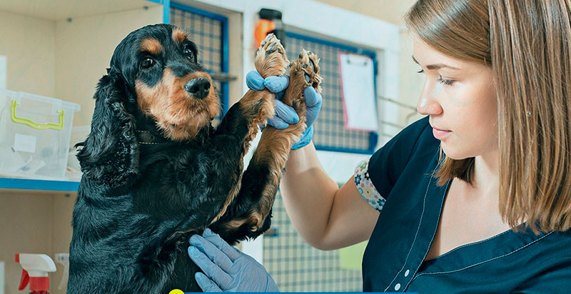 Prefeitura de Timbó alerta para aumento de casos de parvovirose em cães