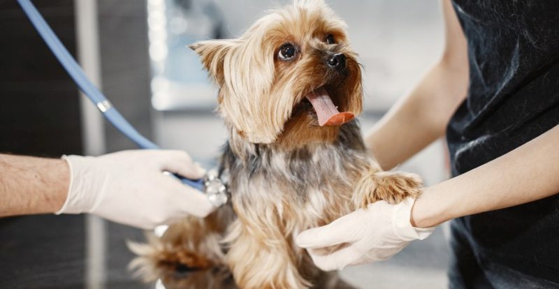 Quando o assunto é a saúde do seu pet, prevenir pode sim ser o melhor remédio