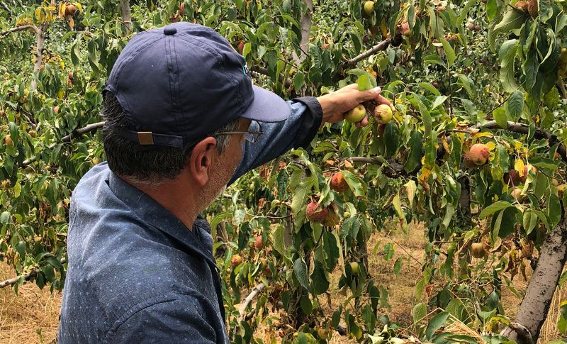 São Joaquim decreta situação de emergência por causa da estiagem