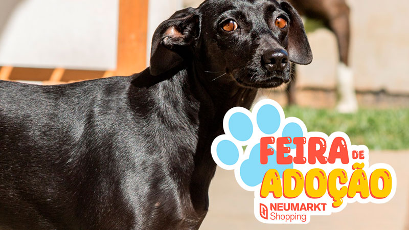 Neumarkt promove Feira de Adoção Pet em parceria com a Aprablu