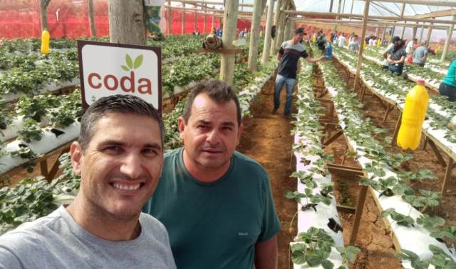 Agricultura de Indaial realiza visita técnica sobre plantio de morango semi-hidropônico