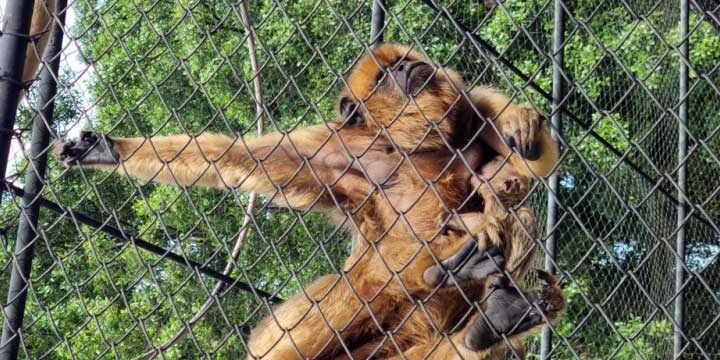 Filhote de bugio-preto nasce no Zoo Pomerode