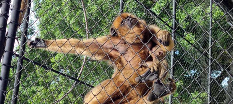 Filhote de bugio-preto nasce no Zoo Pomerode