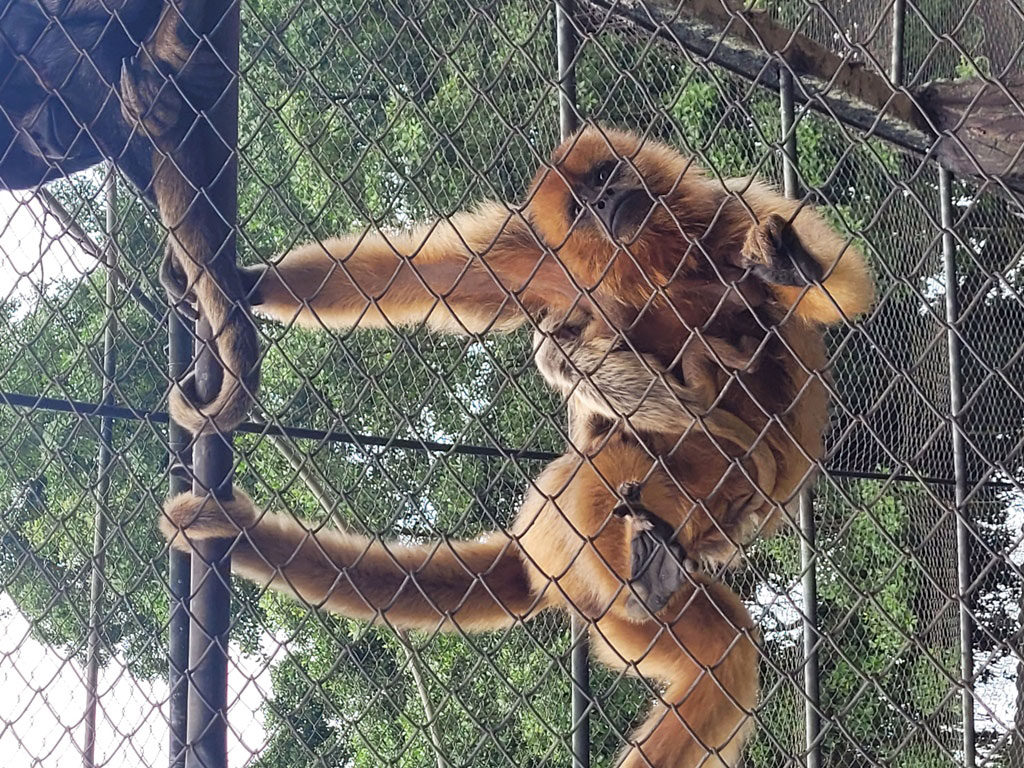 Filhote de bugio-preto nasce no Zoo Pomerode - Portal Timbó Net