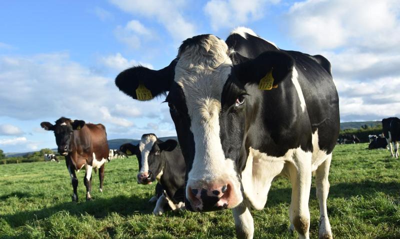 Indaial – Secretaria de Agricultura alerta produtores para casos de RAIVA em BOVINOS na região