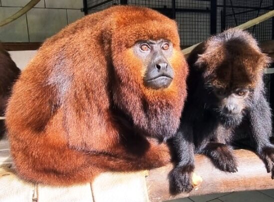 Animais silvestres e ameaçados de extinção encontrados com ferimentos recebem atendimento do Bioparque Zoo Pomerode