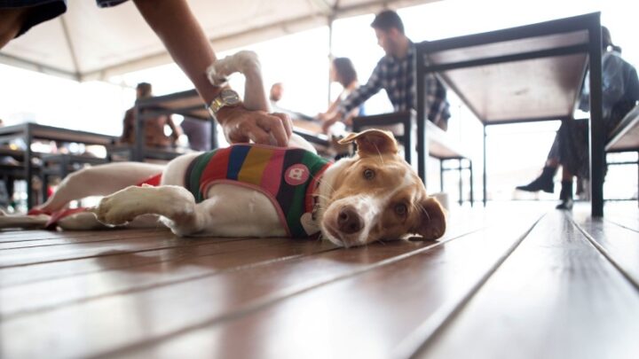 Balbúrdia Cervejeira promove encontro de cães adotados em Blumenau e Itajaí