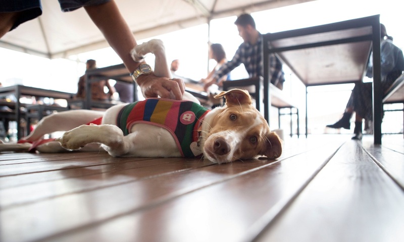 Balbúrdia Cervejeira promove encontro de cães adotados em Blumenau e Itajaí