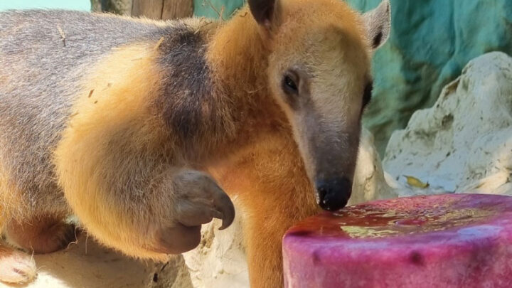 Verão | Animais ganham picolés, banhos de mangueira e piscina, e até ar condicionado no Bioparque Zoo Pomerode