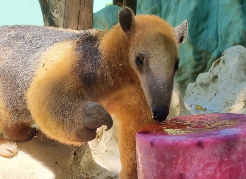 Verão | Animais ganham picolés, banhos de mangueira e piscina, e até ar condicionado no Bioparque Zoo Pomerode