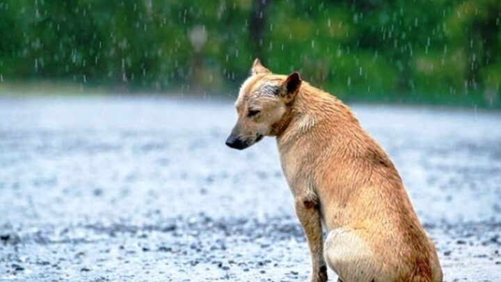 Período de férias é marcado pelo abandono de animais de estimação em ruas e rodovias