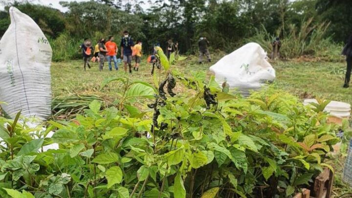 Projeto pretende plantar mais de 30 mil árvores em Pomerode