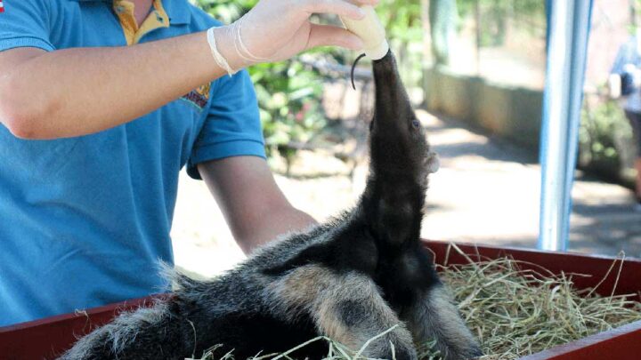 Ameaçado de extinção, filhote de tamanduá-bandeira recebe cuidados no Bioparque Zoo Pomerode