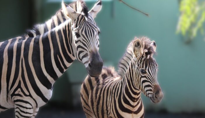 Pomerode – Filhote de zebra nasce no Brasil, fato considerado pouco comum no país