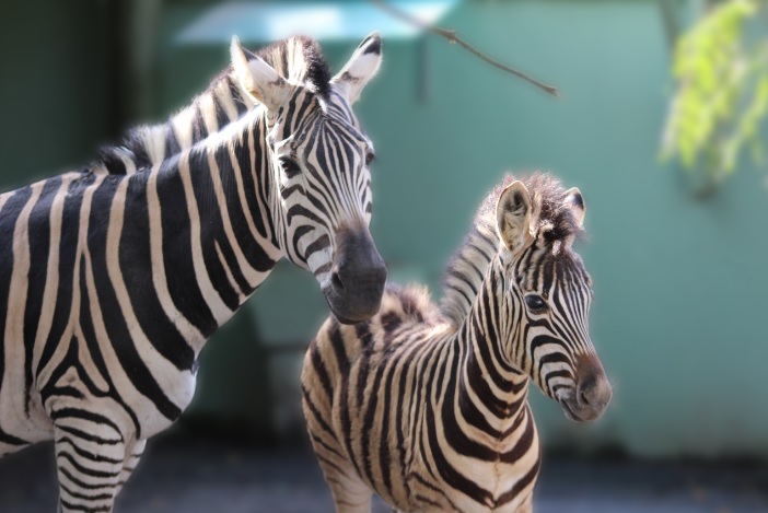 Pomerode – Filhote de zebra nasce no Brasil, fato considerado pouco comum no país