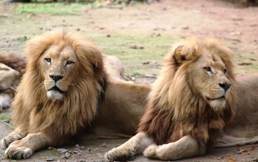 Férias escolares: bioparque Zoo Pomerode é o destino para curtir em Santa Catarina