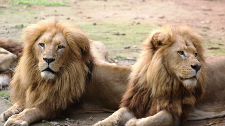 Férias escolares: bioparque Zoo Pomerode é o destino para curtir em Santa Catarina