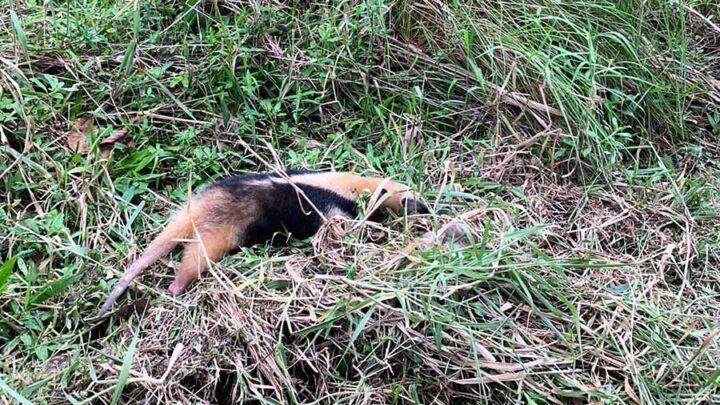 Tamanduá-mirim resgatado em Pomerode retorna ao seu habitat