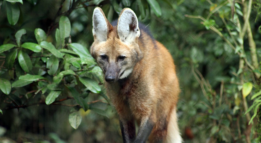 Quase 1 ano depois – Lobo-guará adotado como cachorro desfruta de habitat e rotina ideal para sua espécie no Bioparque Zoo Pomerode