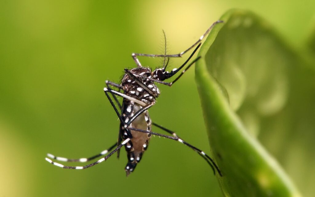 Professor alerta sobre a importância do combate à dengue