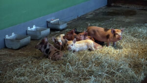 Mini fazenda já tem mais de 60 moradores: os animais poderão ser visitados com apoio de educadores ambientais Foto: Divulgação