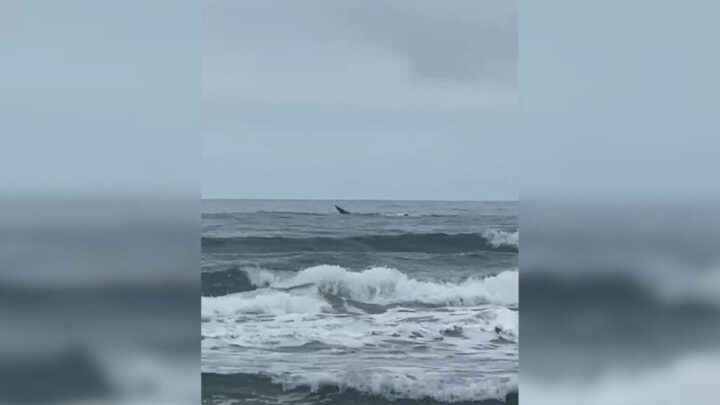 As primeiras baleias-francas desta temporada foram avistadas em Imbituba e Laguna (SC)