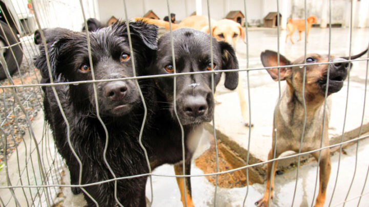 É lei: SC terá cadastro de cuidadores de animais abandonados