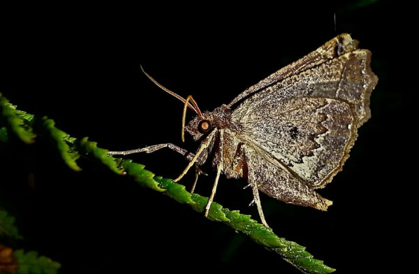 Participe da 2ª Edição da Maratona Naturalista da Grande Biobusca do Hemisfério Sul com a Noite das Mariposas