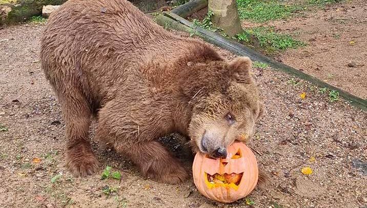 Halloween selvagem: ação especial será realizada com animais do Bioparque Zoo Pomerode