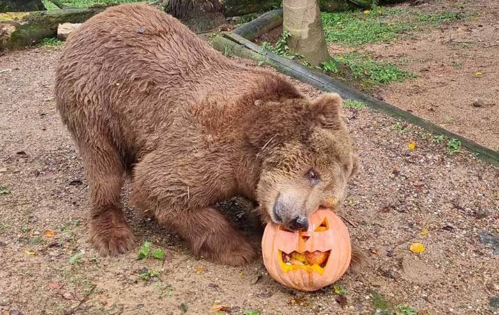 Halloween selvagem: ação especial será realizada com animais do Bioparque Zoo Pomerode